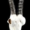 Antilopen Totenkopf Auf Metall Ständer