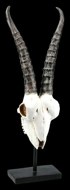 Antilopen Totenkopf Auf Metall Ständer
