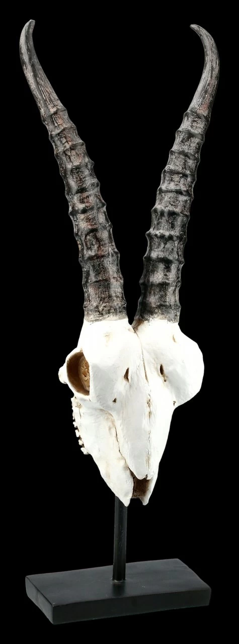Antilopen Totenkopf Auf Metall Ständer 1 Antilopen Totenkopf Auf Metall Ständer