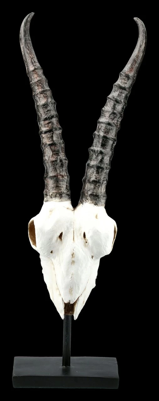 Antilopen Totenkopf Auf Metall Ständer 2 Antilopen Totenkopf Auf Metall Ständer – Bild 2