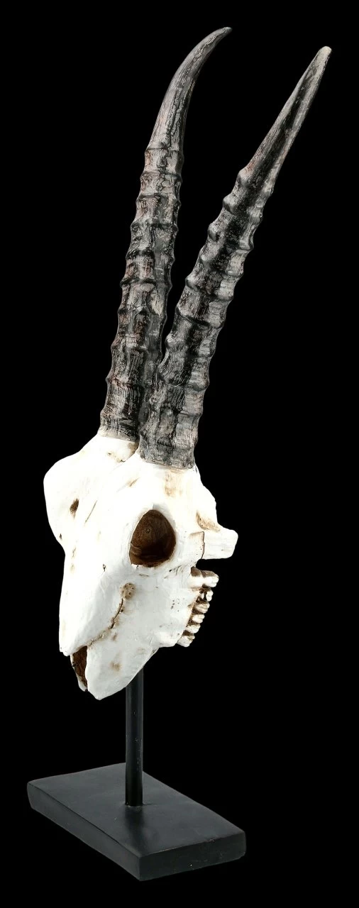 Antilopen Totenkopf Auf Metall Ständer 3 Antilopen Totenkopf Auf Metall Ständer – Bild 3