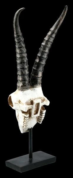 Antilopen Totenkopf Auf Metall Ständer 9 Antilopen Totenkopf Auf Metall Ständer -Modell Und Figurengeschäft FS21255 Antilopen Totenkopf auf Metall Staender kurze Hoerner 5 1280x1280