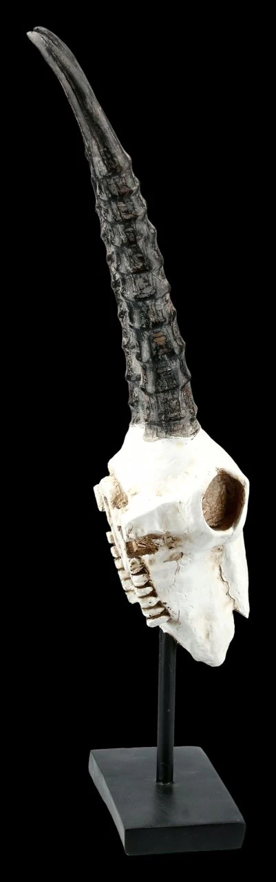 Antilopen Totenkopf Auf Metall Ständer 5 Antilopen Totenkopf Auf Metall Ständer – Bild 5