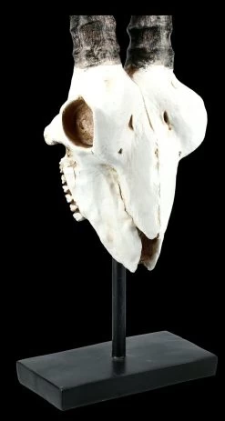 Antilopen Totenkopf Auf Metall Ständer 11 Antilopen Totenkopf Auf Metall Ständer -Modell Und Figurengeschäft FS21255 Antilopen Totenkopf auf Metall Staender kurze Hoerner 9 1280x1280