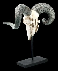 Widder Totenkopf Auf Metall Ständer -Modell Und Figurengeschäft FS21256 Widder Totenkopf auf Metall Staender 5 1280x1280