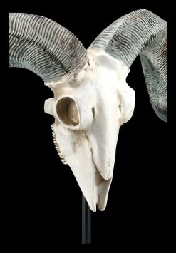 Widder Totenkopf Auf Metall Ständer -Modell Und Figurengeschäft FS21256 Widder Totenkopf auf Metall Staender 8 1280x1280