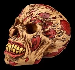 Zombie Totenkopf - The Hoard 7 Zombie Totenkopf - The Hoard -Modell Und Figurengeschäft FS21313 Zombie Totenkopf The Hoard 3ur3ZpVn5Mm6Hg 1280x1280
