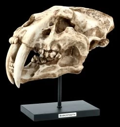 Säbelzahntiger Totenkopf Auf Metall Ständer