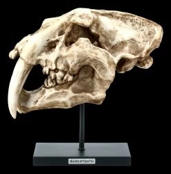 Säbelzahntiger Totenkopf Auf Metall Ständer -Modell Und Figurengeschäft FS21619 Saebelzahntiger Totenkopf auf Metall Staender 1 1280x1280