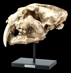 Säbelzahntiger Totenkopf Auf Metall Ständer -Modell Und Figurengeschäft FS21619 Saebelzahntiger Totenkopf auf Metall Staender 2 1280x1280