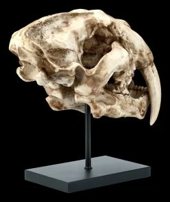 Säbelzahntiger Totenkopf Auf Metall Ständer -Modell Und Figurengeschäft FS21619 Saebelzahntiger Totenkopf auf Metall Staender 5 1280x1280