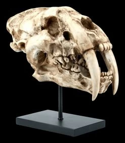 Säbelzahntiger Totenkopf Auf Metall Ständer -Modell Und Figurengeschäft FS21619 Saebelzahntiger Totenkopf auf Metall Staender 7 1280x1280