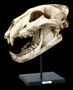 Löwen Totenkopf Auf Metall Ständer