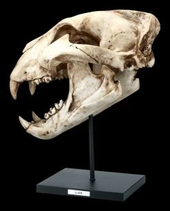 Löwen Totenkopf Auf Metall Ständer -Modell Und Figurengeschäft FS21620 Loewen Totenkopf auf Metall Staender 2 1280x1280