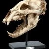 Schwarzbär Totenkopf Auf Metall Ständer