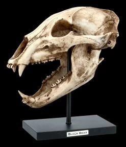 Schwarzbär Totenkopf Auf Metall Ständer