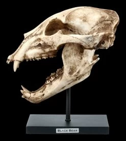 Schwarzbär Totenkopf Auf Metall Ständer -Modell Und Figurengeschäft FS21621 Schwarzbaer Totenkopf auf Metall Staender 1 1280x1280