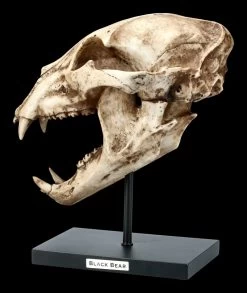 Schwarzbär Totenkopf Auf Metall Ständer -Modell Und Figurengeschäft FS21621 Schwarzbaer Totenkopf auf Metall Staender 2 1280x1280