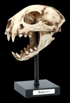 Rotluchs Totenkopf Auf Metall Ständer