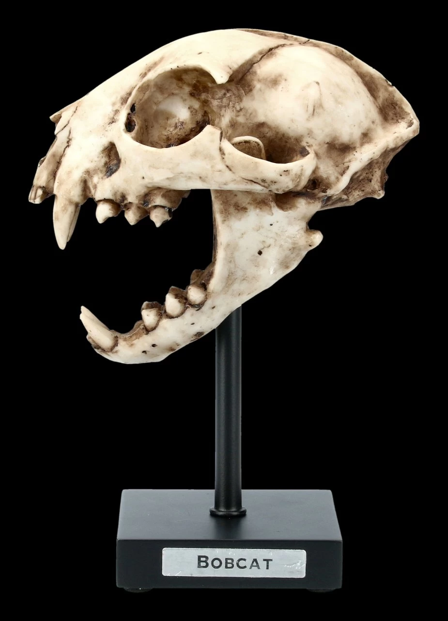 Rotluchs Totenkopf Auf Metall Ständer 3 Rotluchs Totenkopf Auf Metall Ständer – Bild 3