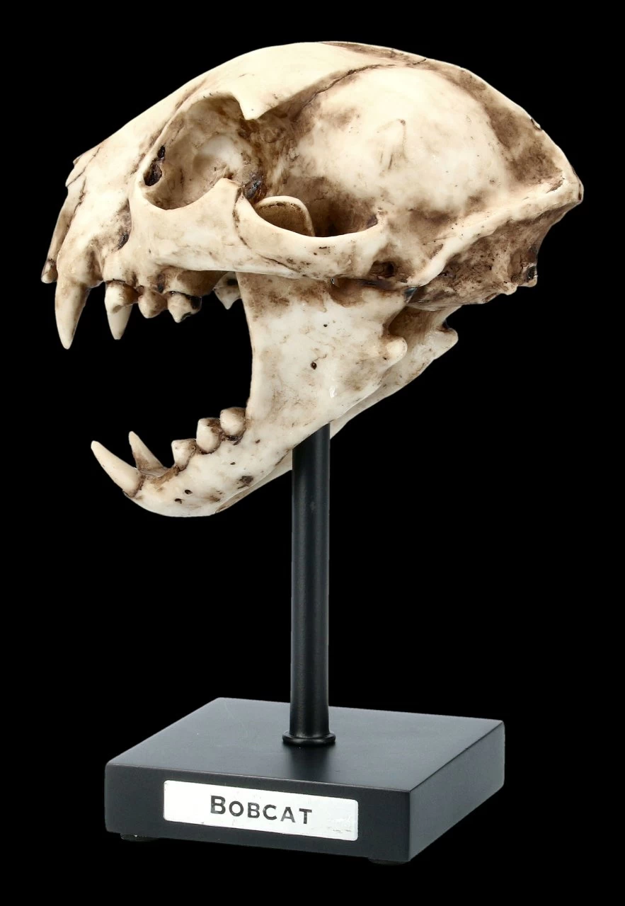 Rotluchs Totenkopf Auf Metall Ständer 4 Rotluchs Totenkopf Auf Metall Ständer – Bild 4