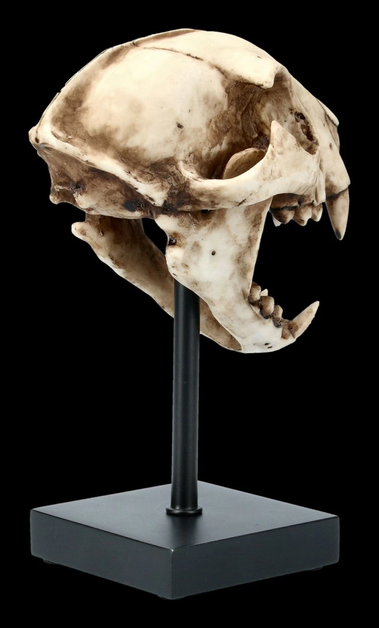 Rotluchs Totenkopf Auf Metall Ständer 5 Rotluchs Totenkopf Auf Metall Ständer – Bild 5