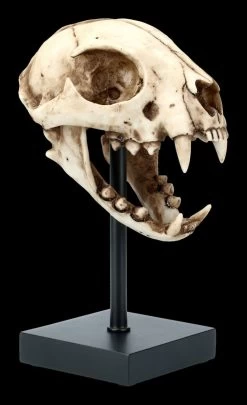 Rotluchs Totenkopf Auf Metall Ständer 11 Rotluchs Totenkopf Auf Metall Ständer -Modell Und Figurengeschäft FS21622 Rotluchs Totenkopf auf Metall Staender 7 1280x1280