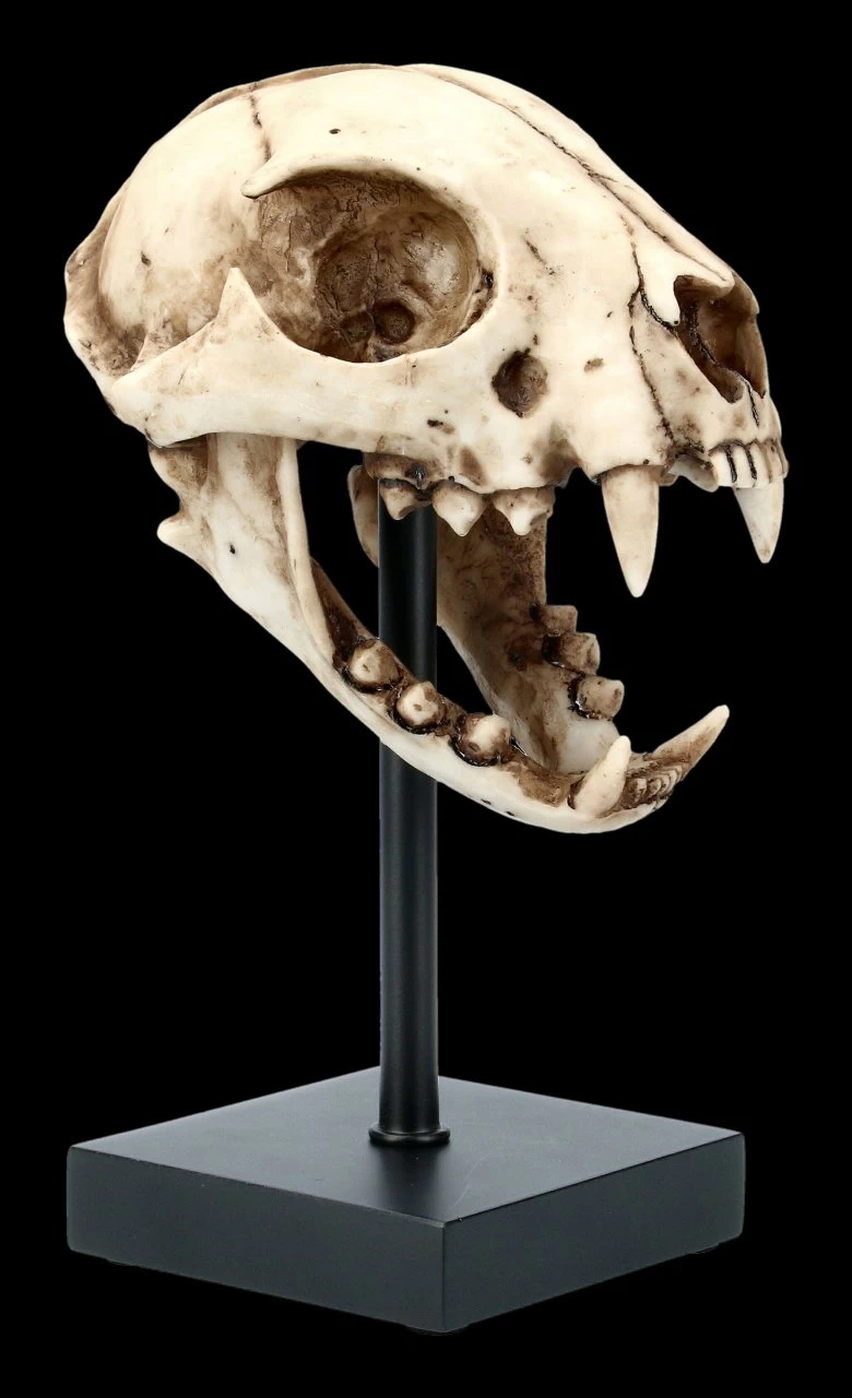 Rotluchs Totenkopf Auf Metall Ständer 6 Rotluchs Totenkopf Auf Metall Ständer – Bild 6