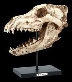 Hund Canis Dirus Totenkopf Auf Metall Ständer