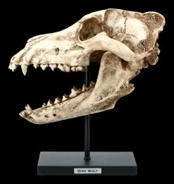 Hund Canis Dirus Totenkopf Auf Metall Ständer 8 Hund Canis Dirus Totenkopf Auf Metall Ständer -Modell Und Figurengeschäft FS21623 Hund Wolf Totenkopf auf Metall Staender Canis Dirus 1 1280x1280