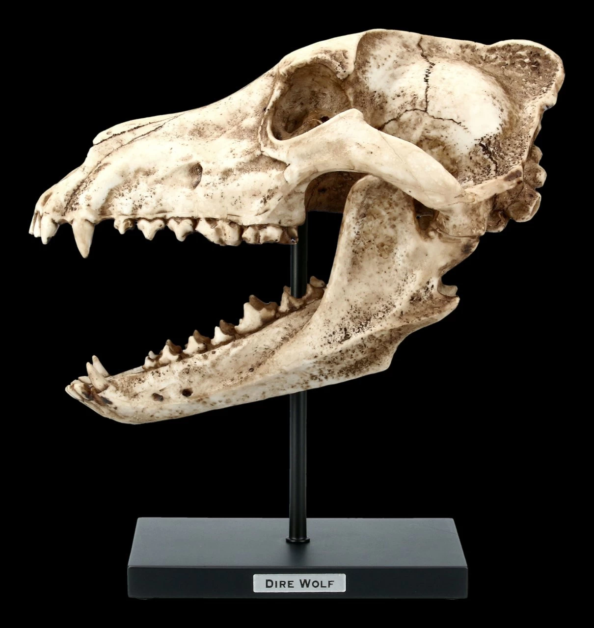 Hund Canis Dirus Totenkopf Auf Metall Ständer 3 Hund Canis Dirus Totenkopf Auf Metall Ständer – Bild 3