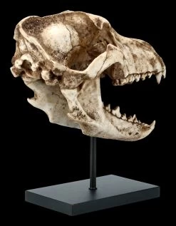 Hund Canis Dirus Totenkopf Auf Metall Ständer 10 Hund Canis Dirus Totenkopf Auf Metall Ständer -Modell Und Figurengeschäft FS21623 Hund Wolf Totenkopf auf Metall Staender Canis Dirus 5 1280x1280