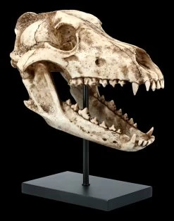 Hund Canis Dirus Totenkopf Auf Metall Ständer 11 Hund Canis Dirus Totenkopf Auf Metall Ständer -Modell Und Figurengeschäft FS21623 Hund Wolf Totenkopf auf Metall Staender Canis Dirus 7 1280x1280