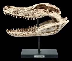 Alligator Totenkopf Auf Metall Ständer -Modell Und Figurengeschäft FS21624 Alligator Totenkopf auf Metall Staender 1 1280x1280