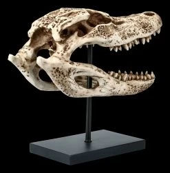 Alligator Totenkopf Auf Metall Ständer -Modell Und Figurengeschäft FS21624 Alligator Totenkopf auf Metall Staender 5 1280x1280