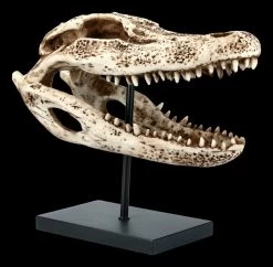Alligator Totenkopf Auf Metall Ständer -Modell Und Figurengeschäft FS21624 Alligator Totenkopf auf Metall Staender 7 1280x1280