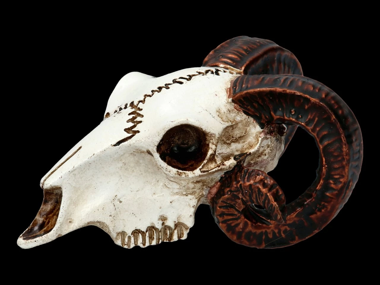 Alchemy Widderschädel - Klein 3 Alchemy Widderschädel - Klein – Bild 3