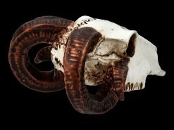 Alchemy Widderschädel - Klein 10 Alchemy Widderschädel - Klein -Modell Und Figurengeschäft FS21894 Alchemy Widderschaedel klein 8 1280x1280