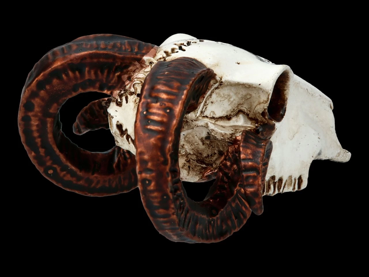 Alchemy Widderschädel - Klein 5 Alchemy Widderschädel - Klein – Bild 5