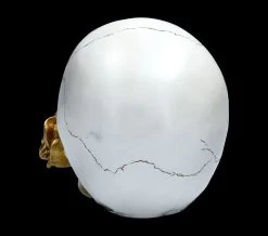 Weißer Totenkopf Mit Rose - Floral Fate -Modell Und Figurengeschäft FS22277 Weisser Totenkopf mit Rose Floral Fate 6 1280x1280