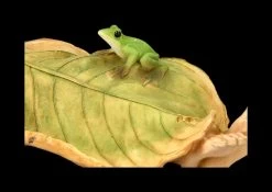 Pixie Kobold Figur - Blätter Bett 2er Set 15 Pixie Kobold Figur - Blätter Bett 2er Set -Modell Und Figurengeschäft FS24657 Pixie Kobold Figur Blatter Bett 2er 8 1280x1280