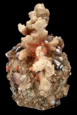 Totenkopf Figur Mit Korallen Bewachsen 11 Totenkopf Figur Mit Korallen Bewachsen -Modell Und Figurengeschäft FS24902 Totenkopf Figur mit Korallen bewachsen 6 1280x1280