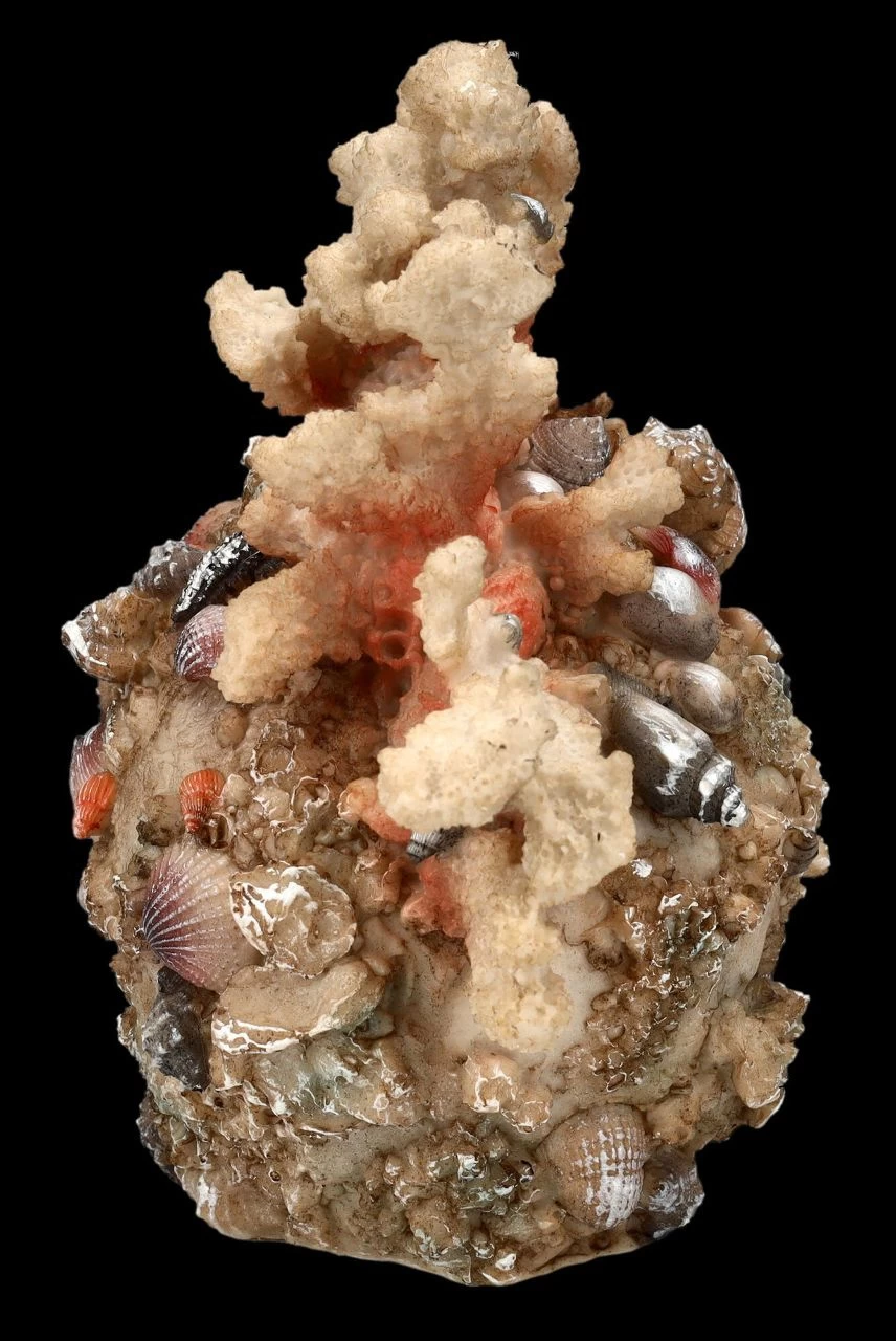 Totenkopf Figur Mit Korallen Bewachsen 5 Totenkopf Figur Mit Korallen Bewachsen – Bild 5