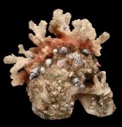 Totenkopf Figur Mit Korallen Bewachsen 12 Totenkopf Figur Mit Korallen Bewachsen -Modell Und Figurengeschäft FS24902 Totenkopf Figur mit Korallen bewachsen 8 1280x1280