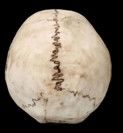 Totenkopf Figur - Horror Clown -Modell Und Figurengeschäft FS26520 Totenkopf Figur Horror Clown 6 1280x1280