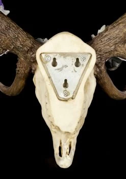 NEMESIS NOW Wandrelief Geweih - Antlers Of Eden -Modell Und Figurengeschäft Geweih Wandrelief Antlers Of Eden 4 1280x1280