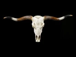 Großes Wandrelief - Büffel Schädel