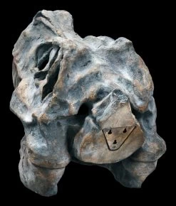 Totenkopf - Tyrannosaurus Rex - Groß -Modell Und Figurengeschäft ML11827 Totenkopf Tyrannosaurus Rex gross 6 1280x1280