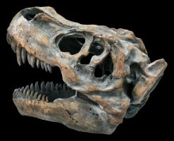 Totenkopf - Tyrannosaurus Rex - Mittel -Modell Und Figurengeschäft ML11828 Totenkopf Tyrannosaurus Rex mittel 5 1280x1280