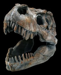 Totenkopf - Tyrannosaurus Rex - Klein 7 Totenkopf - Tyrannosaurus Rex - Klein -Modell Und Figurengeschäft ML12402 Totenkopf Tyrannosaurus Rex klein 3 1280x1280